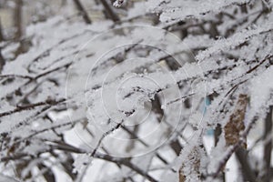 Icy frost and snow on the frozen branches of trees and shrubs, natural winter background