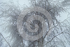 Icy frost and snow on the frozen branches of trees and shrubs, natural winter background