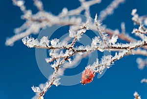 Icy, Frozen Hawthorn Tree