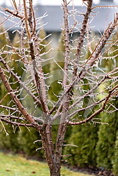 icy glaze on the branches. Rain and frost. Frozen icicles on the branches. Thaw. apricot tree