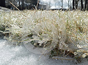 Icy Grass