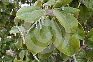 Icy green leaves