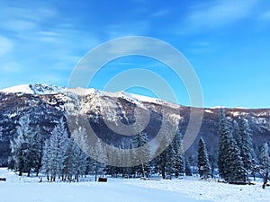 Icy Kanas Forest in Winter