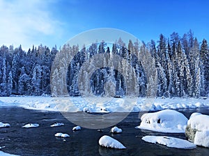 Icy Kanas Forest in Winter