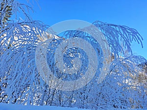 Icy Kanas Forest in Winter