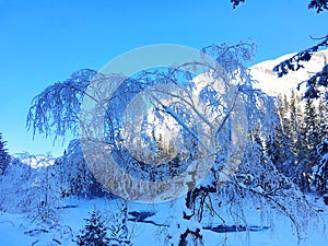 Icy Kanas Forest in Winter