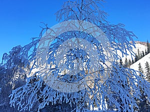 Icy Kanas Forest in Winter