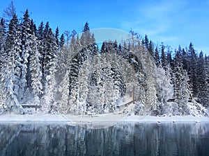 Icy Kanas Lake Forest in Winter