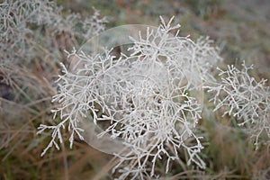 Icy lace pattern of frost covering dry bentgrass