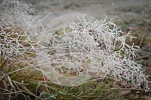 Icy lace pattern of frost covering dry bentgrass