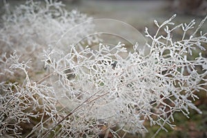 Icy lace pattern of frost covering dry bentgrass