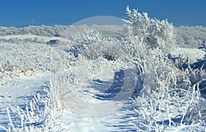 Icy landscape