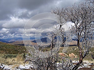 Icy manzanita with desert view photo