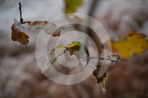 Icy oak leaves: autumnal crispy brown leaves with icicles from a winter hoar frost