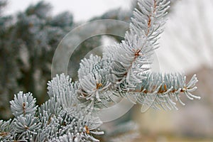 Icy pine bough