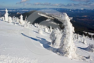 Icy pine trees against mountain landscape