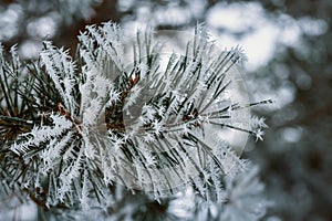 Icy pine twig close-up in winter day