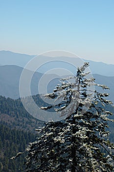 Icy Pines at Clingma's Dome GSMNP