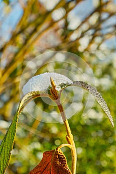 icy plant