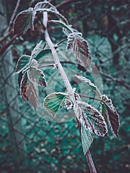 Icy plant in winter