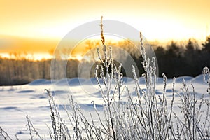 Icy plants