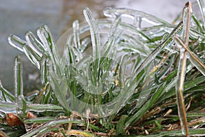 Icy rain turned grass into crystal photo