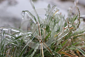 Icy rain turned grass into crystal photo