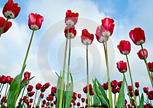 Icy Red Tulips