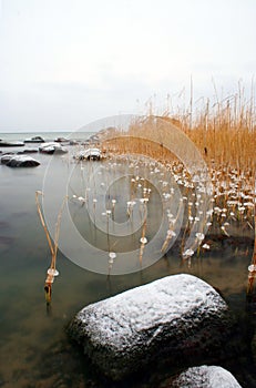 Icy reeds in lake