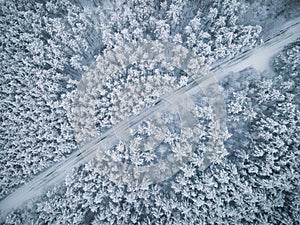 Icy Road Trough Forest. Winter Sonw Covered Spruce Trees. Aerial Top Down Drone View