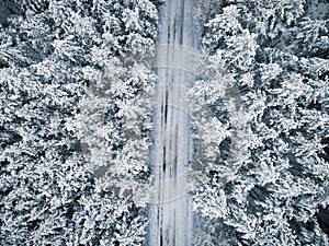 Icy Road Trough Forest. Winter Sonw Covered Spruce Trees. Aerial Top Down Drone View