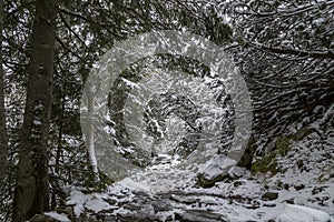 Ľadový, skalnatý chodník cez zimné lesy. Zasnežená, skrytá rozprávková krajina vo Vysokých Tatrách, Slovensko