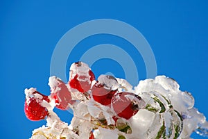 Icy rosehips