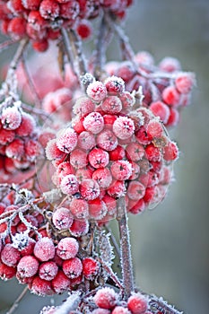 Icy rowan berries