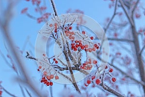 Icy rowan berries
