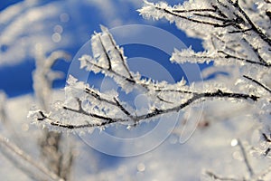 Icy Snowflakes covering a branch