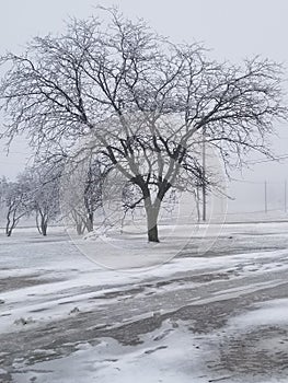 Icy tree