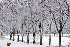 Icy tree braches