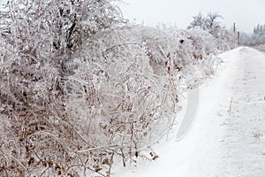 Icy tree braches