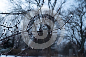 Icy Tree Branch