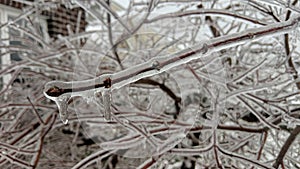 Icy Tree Branch with Hanging Icicles and Suburban Backdrop