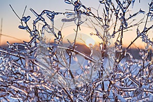 Icy tree branches