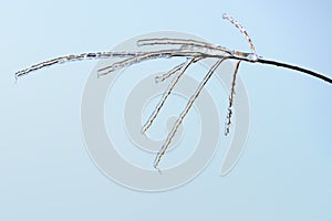Icy tree branches