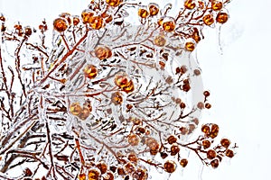 Icy tree branches berries