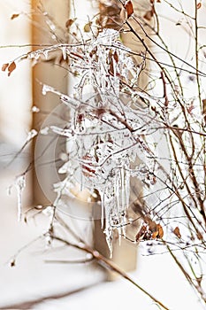 Icy tree branches with icicles at sunset. Winter frosts