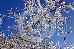 Icy tree branches in the sunlight