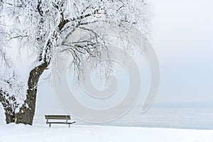 Icy Tree on an Icy Lake III