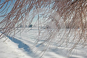 Icy tree after a winter storm