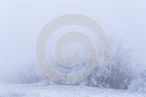 Icy trees in the fog