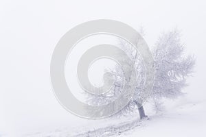 Icy trees in the fog